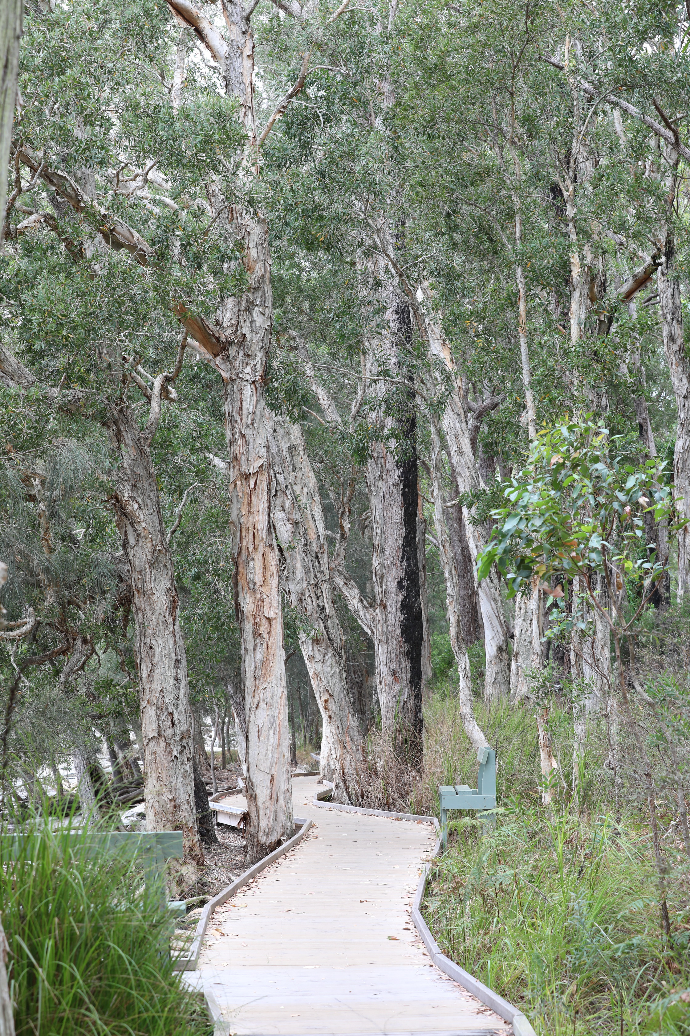 Tanilba Bay Boardwalk